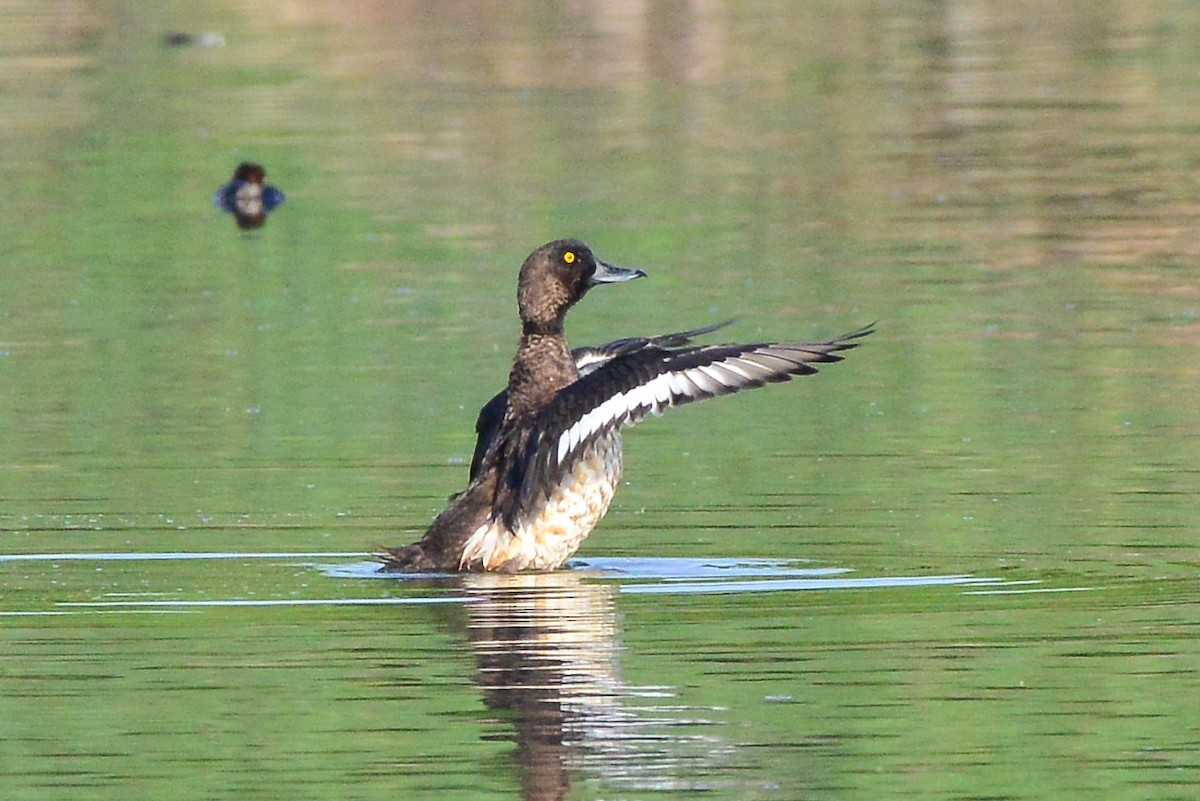 Tufted Duck - ML198814051