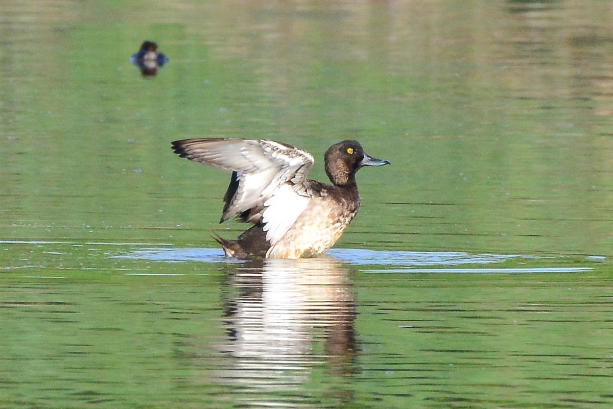 Tufted Duck - ML198814061
