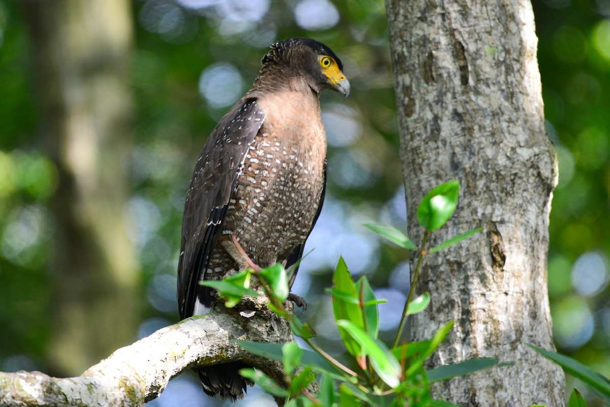 Crested Serpent-Eagle - ML198814201