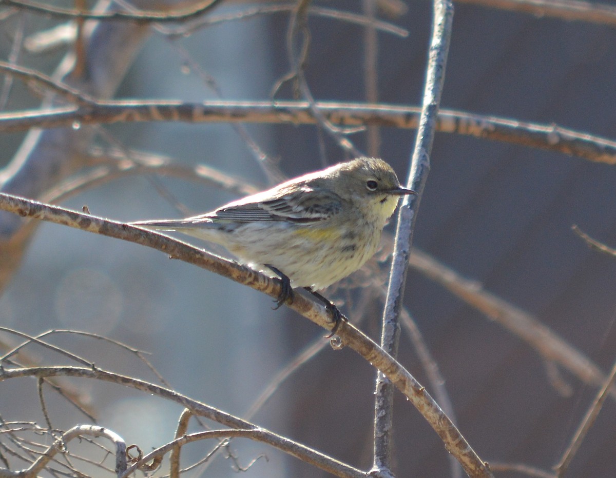 Yellow-rumped Warbler (Audubon's) - ML198815151