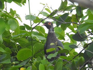 Scaly-naped Pigeon, ML198815391