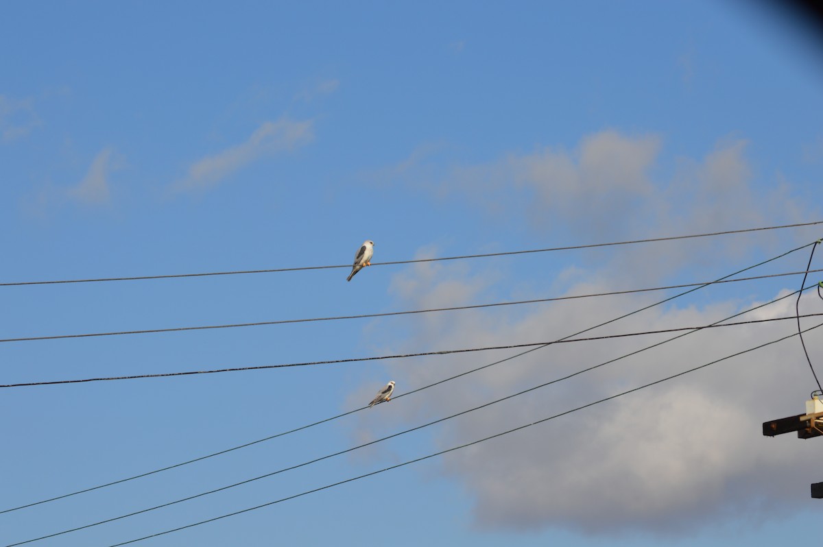 White-tailed Kite - ML198816141