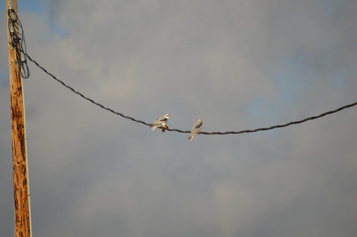 White-tailed Kite - ML198817151