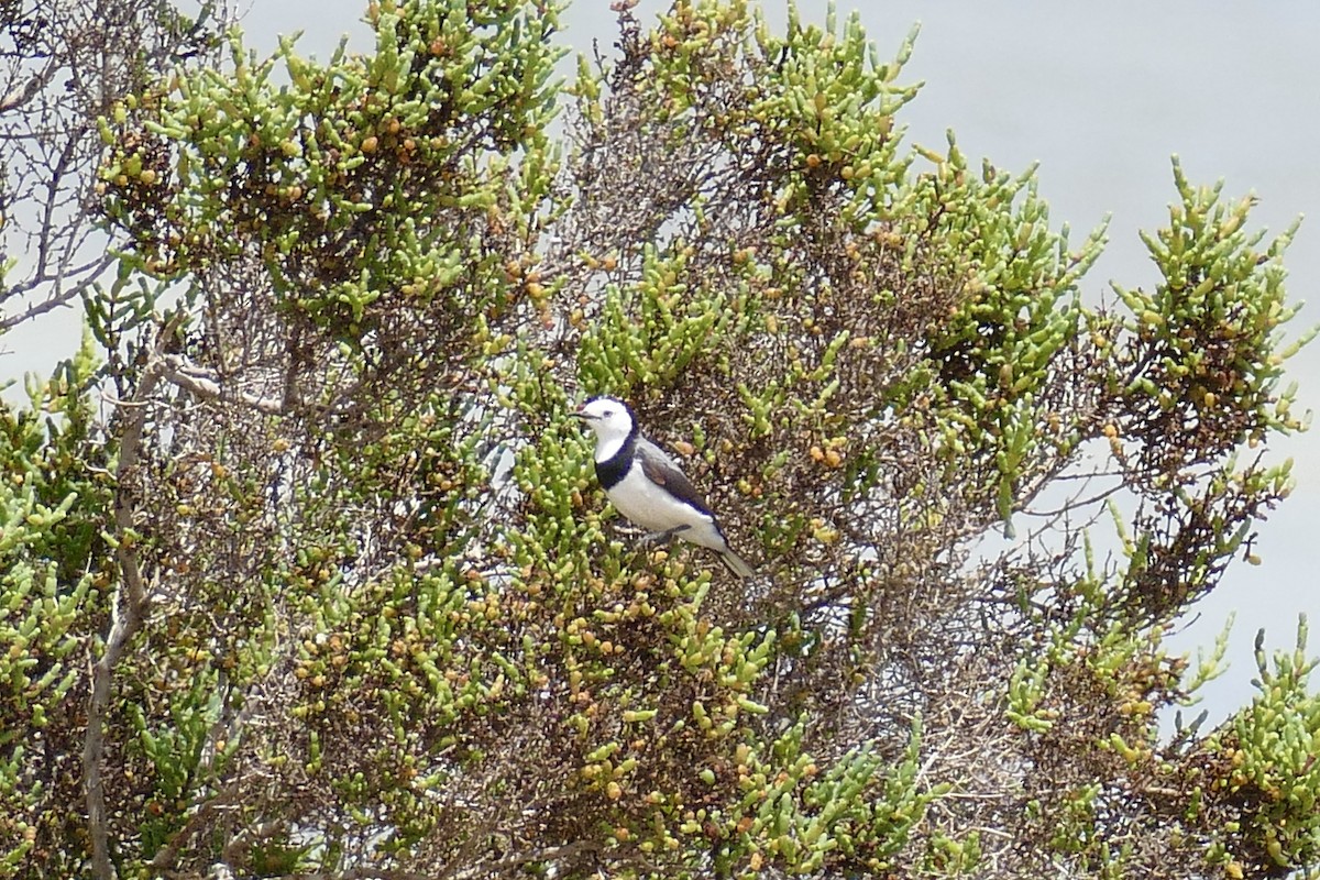 White-fronted Chat - ML198819461