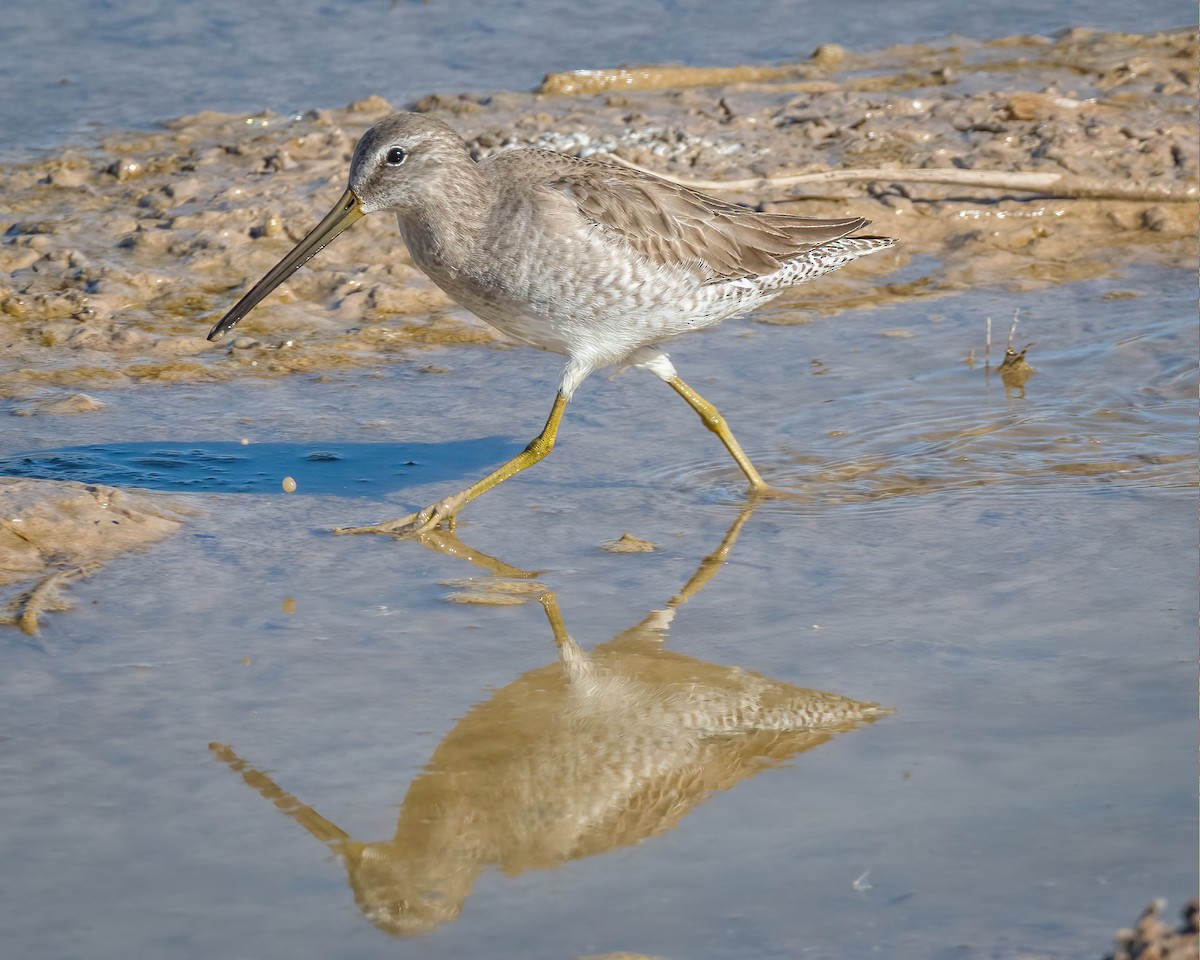 Long-billed Dowitcher - ML198821171