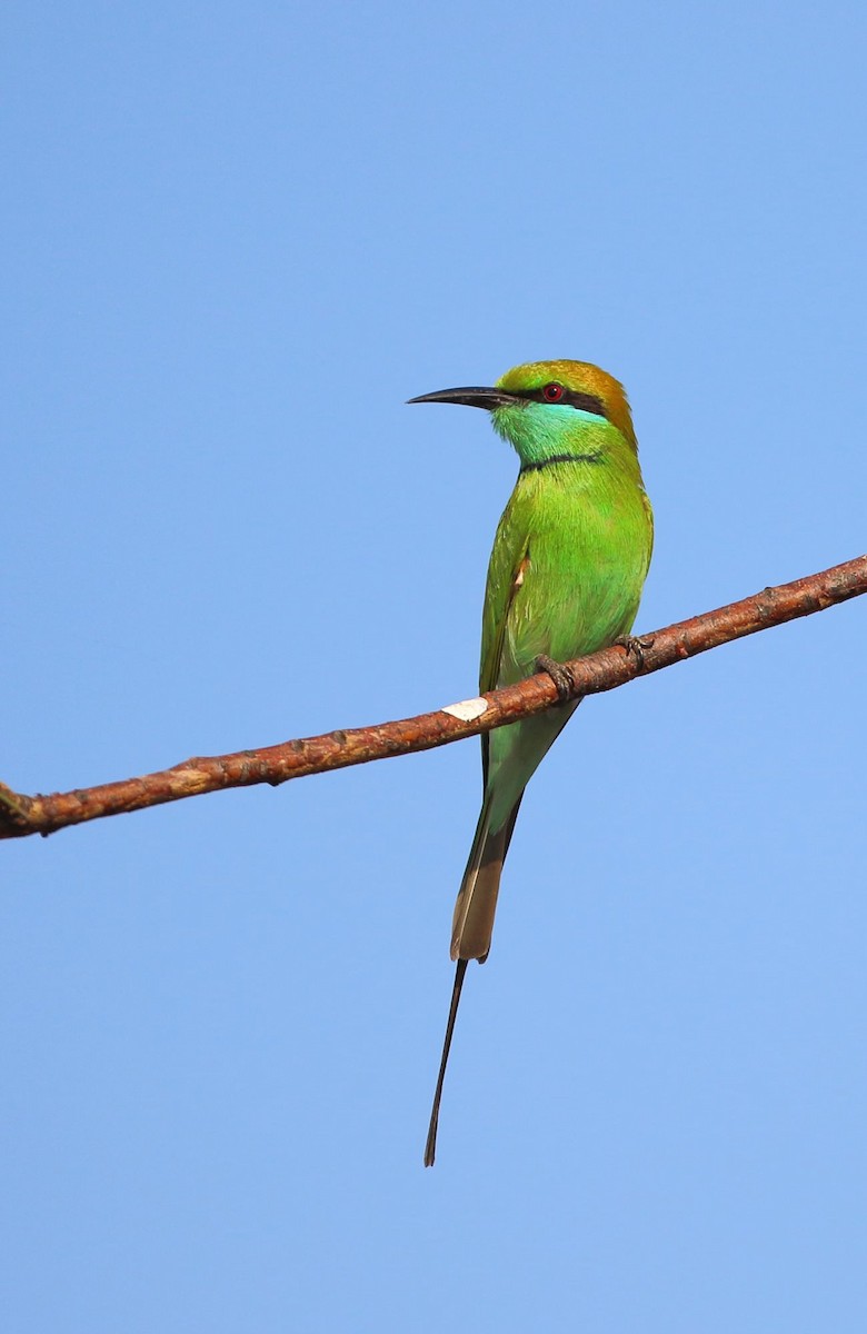 Asian Green Bee-eater - Arnab Pal