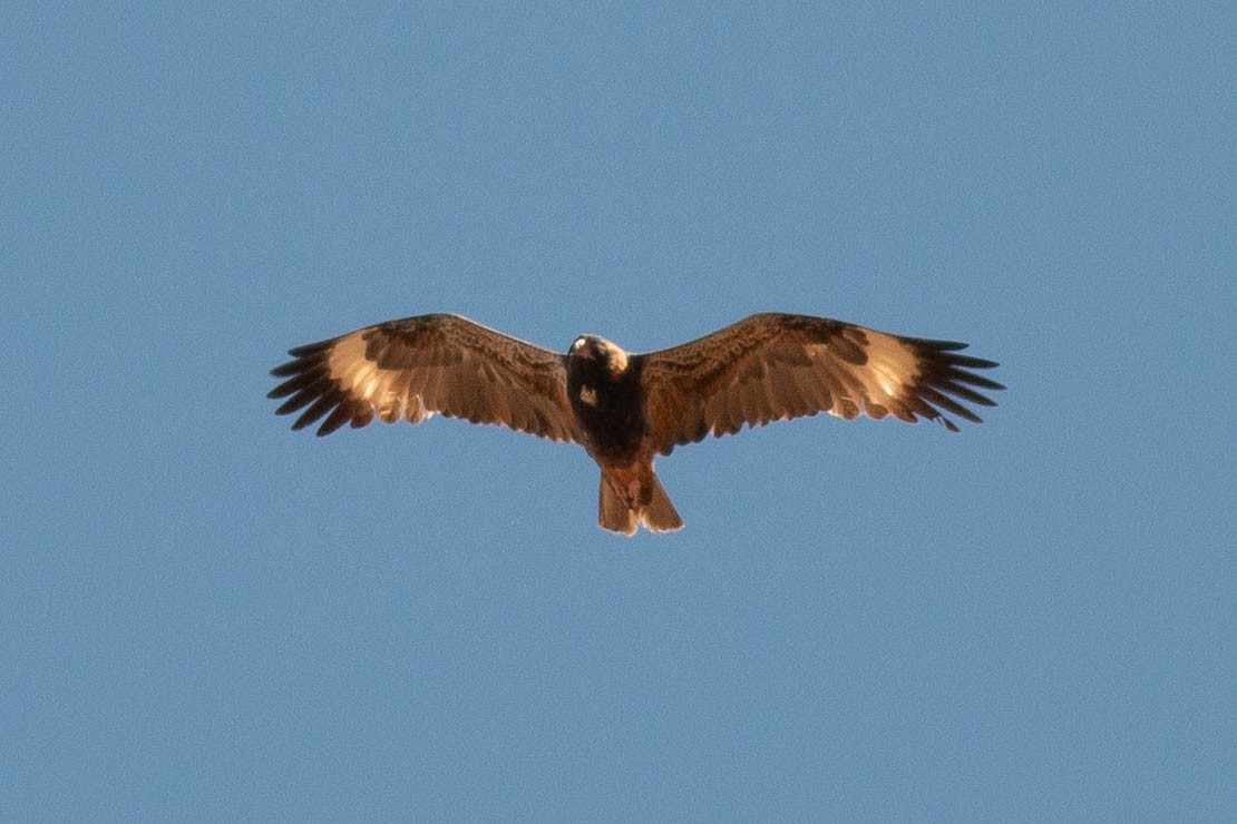 Black-breasted Kite - ML198822661