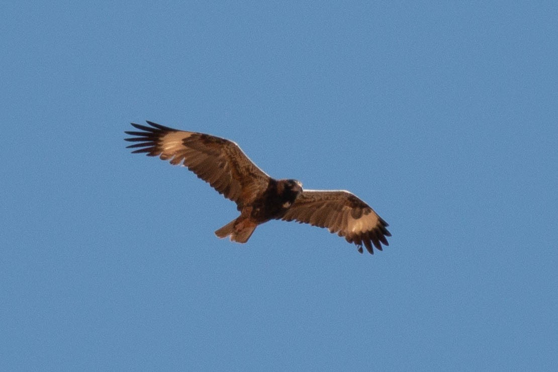 Black-breasted Kite - ML198822671