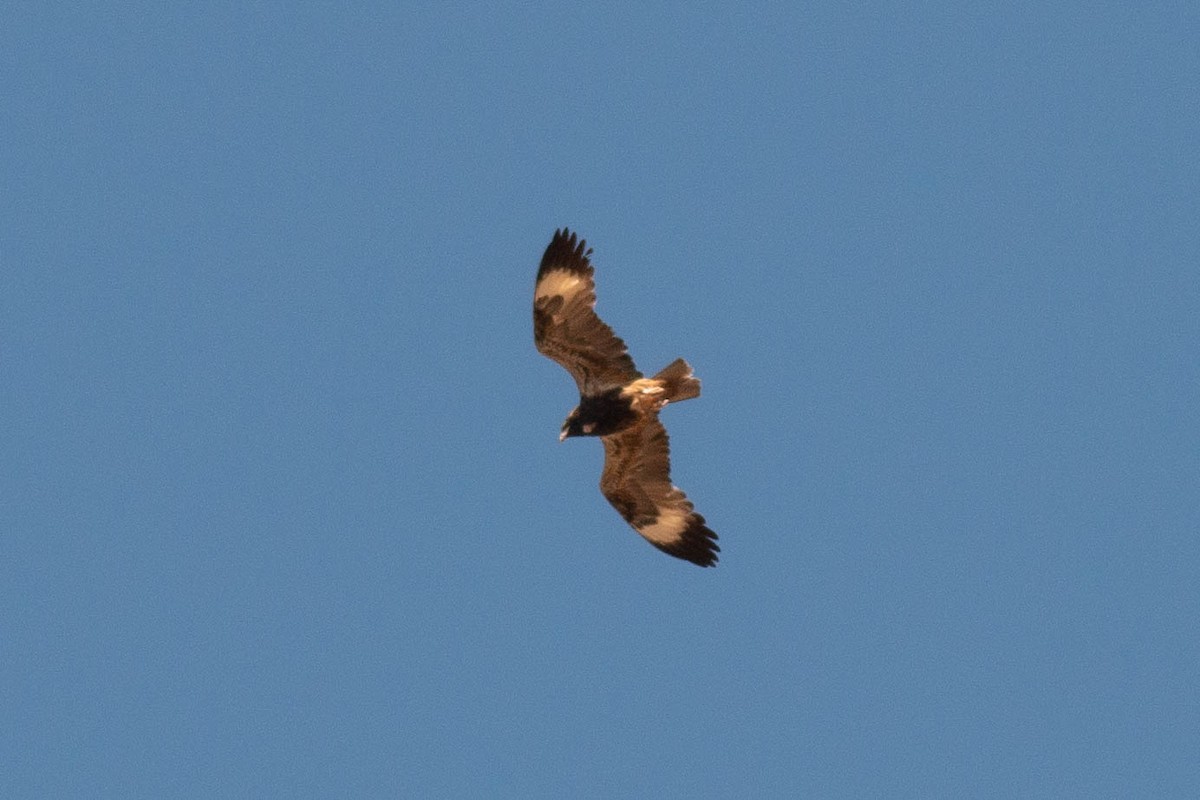 Black-breasted Kite - ML198822681