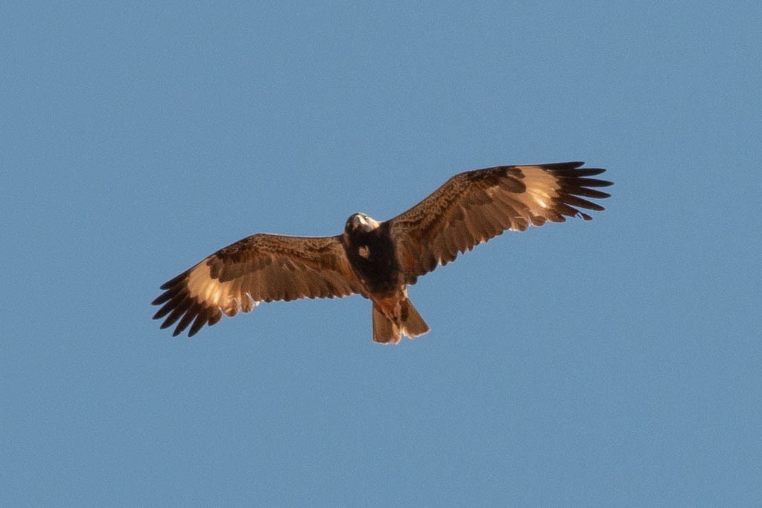 Black-breasted Kite - ML198822691