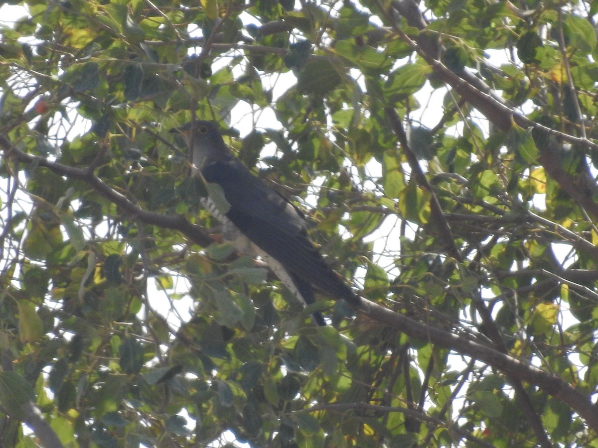 Common Cuckoo - Keramat Hafezi