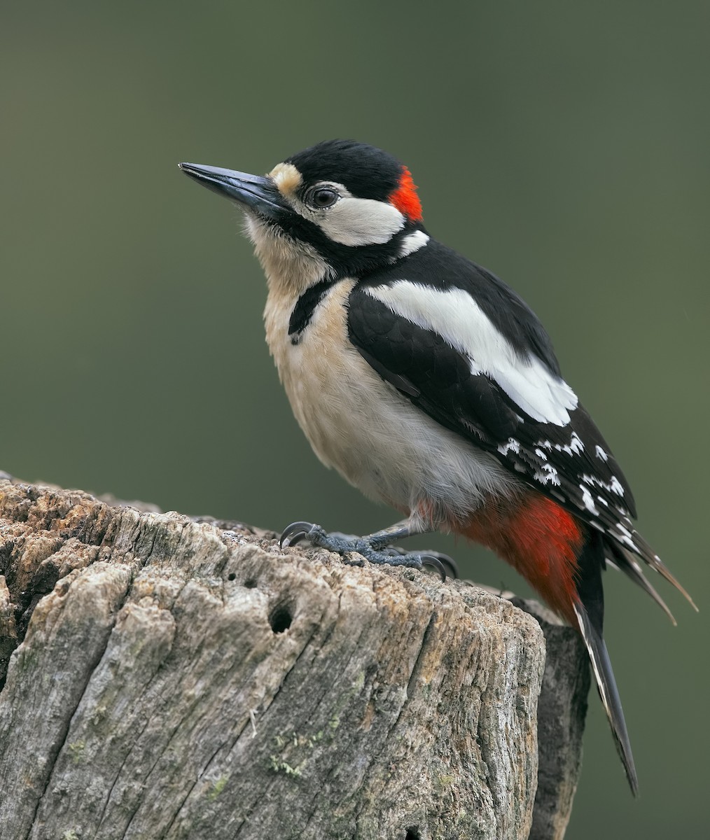 Great Spotted Woodpecker - Marco Valentini