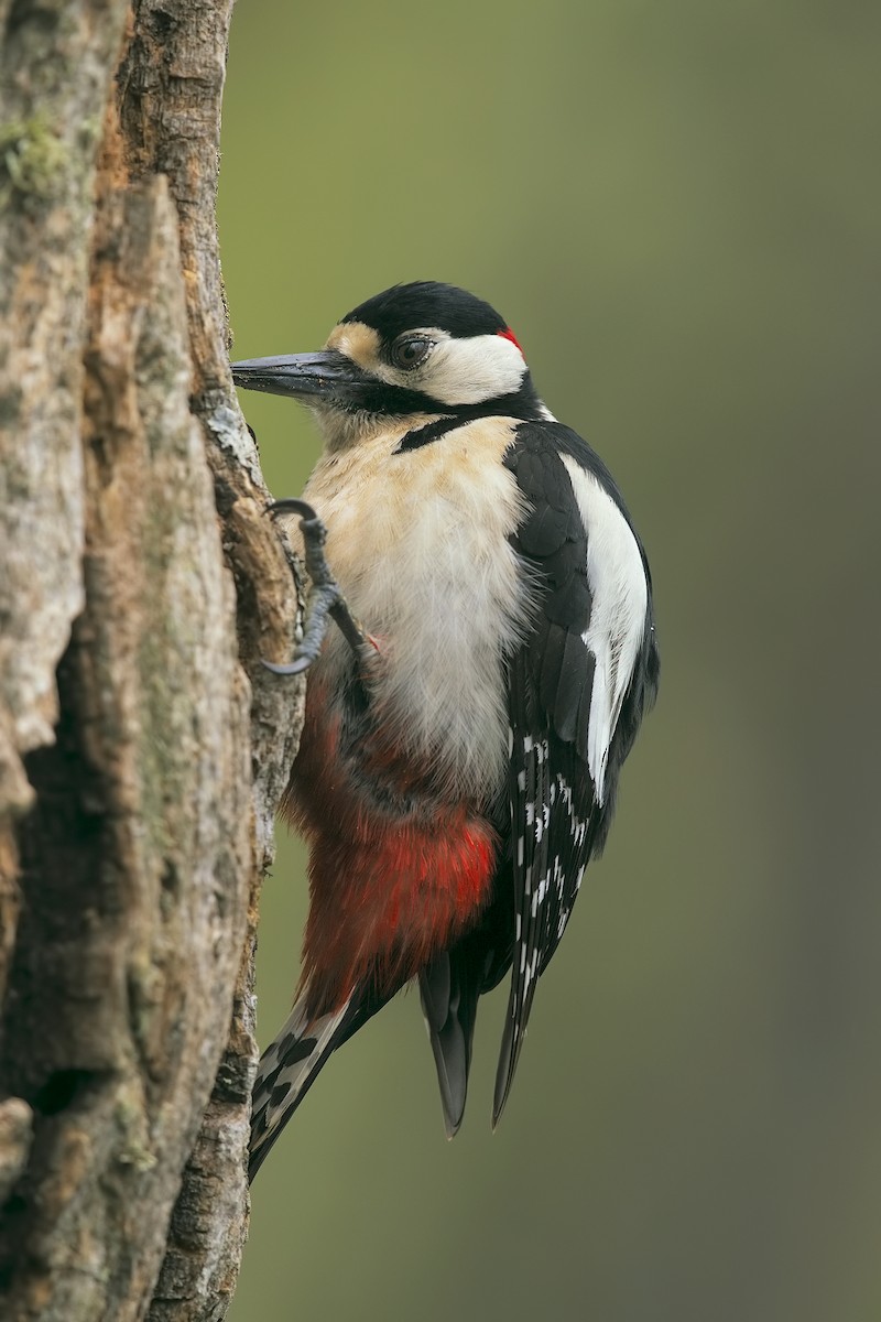Great Spotted Woodpecker - ML198829681