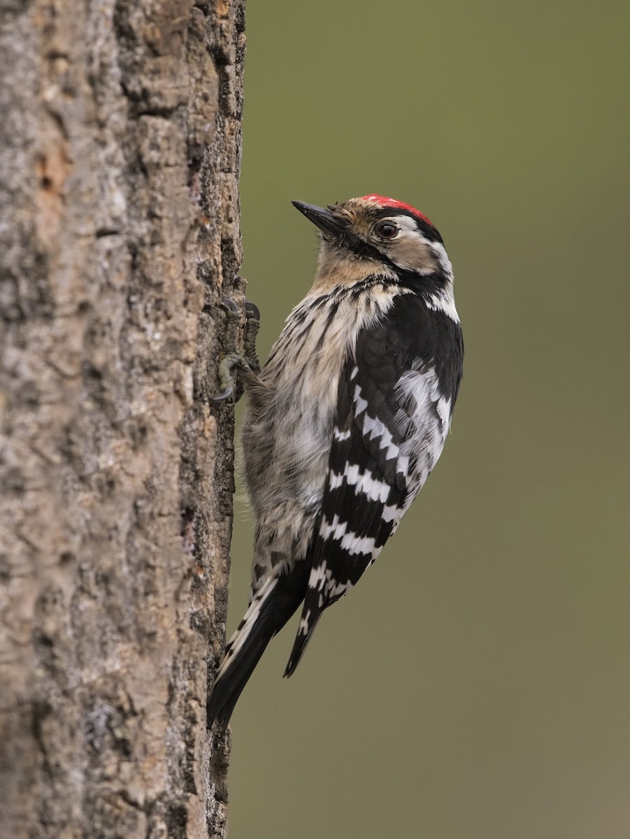 Lesser Spotted Woodpecker - ML198829751