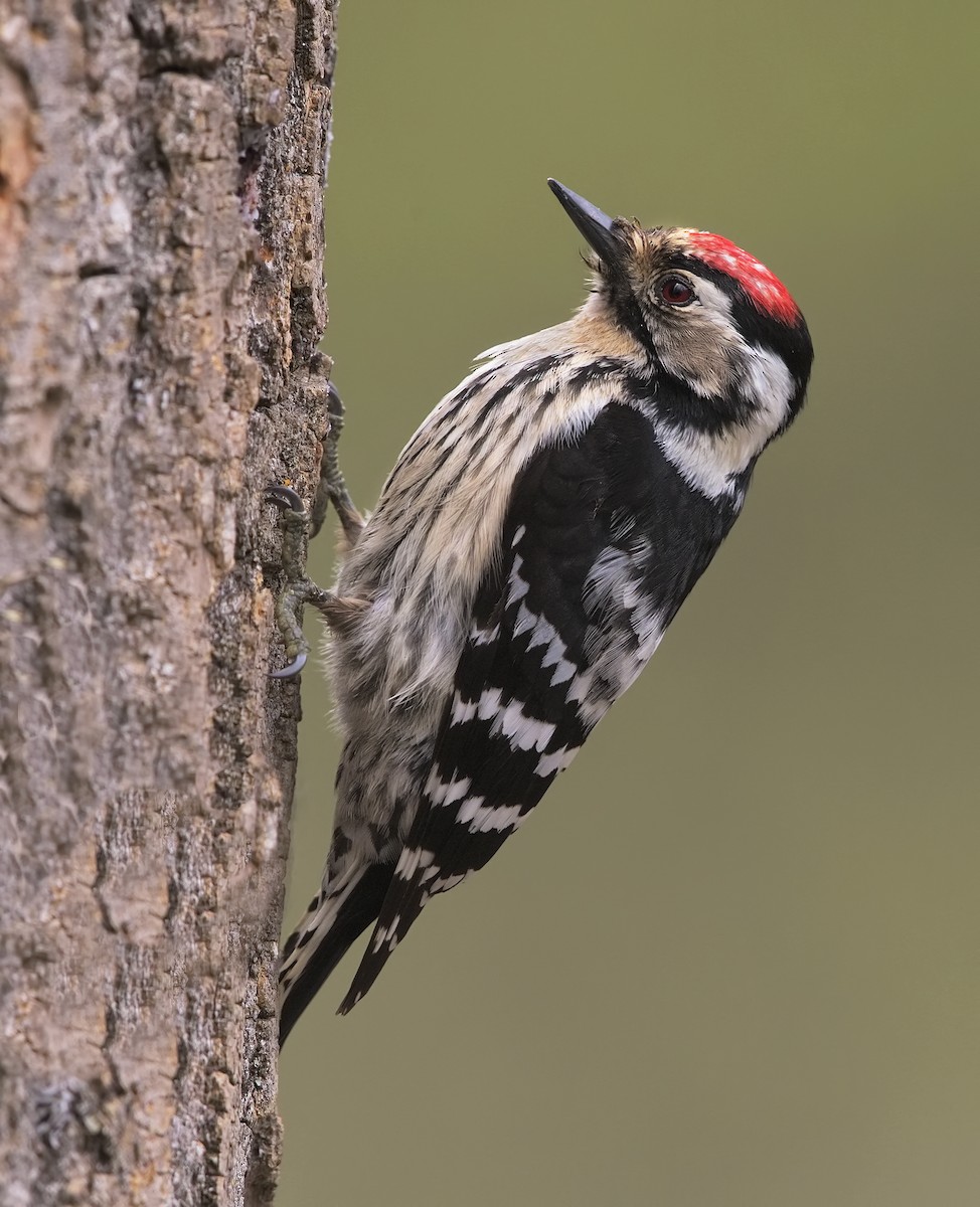Lesser Spotted Woodpecker - ML198829761