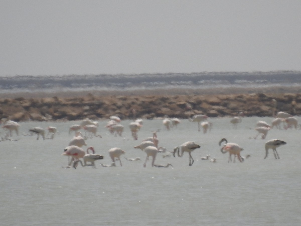 Greater Flamingo - ML198830581