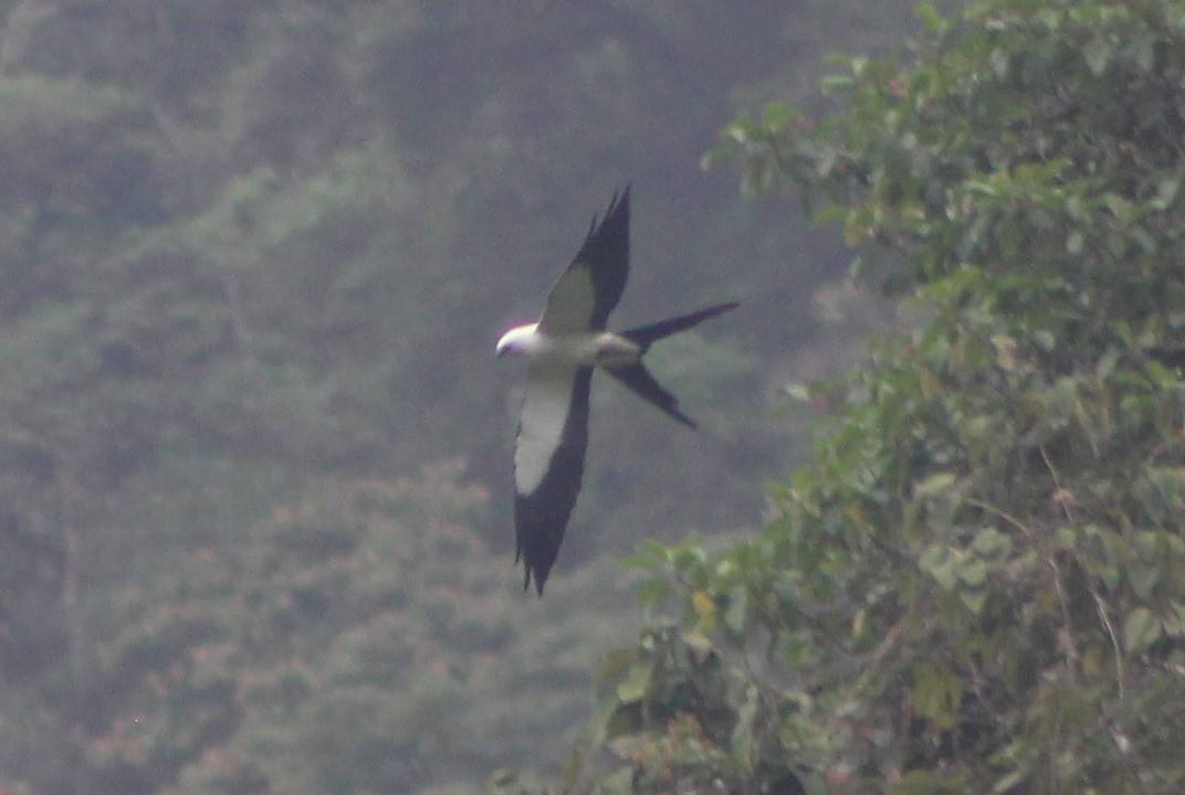 Swallow-tailed Kite - David Weaver