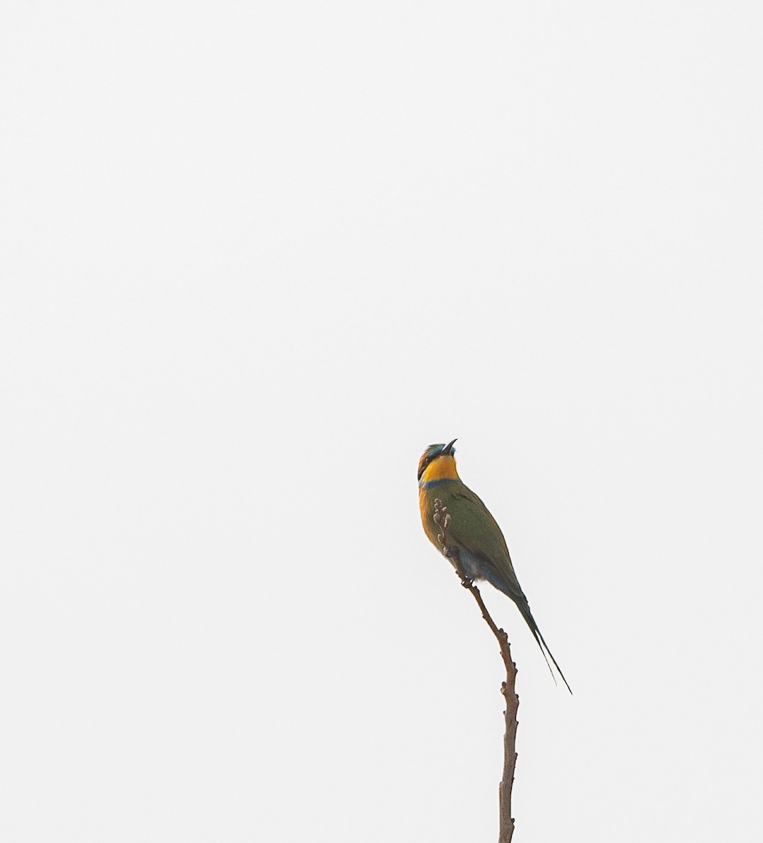 Swallow-tailed Bee-eater - ML198850511