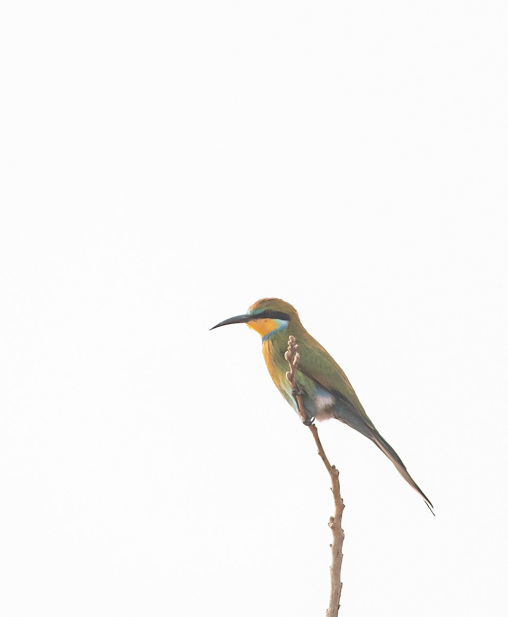 Swallow-tailed Bee-eater - ML198850701