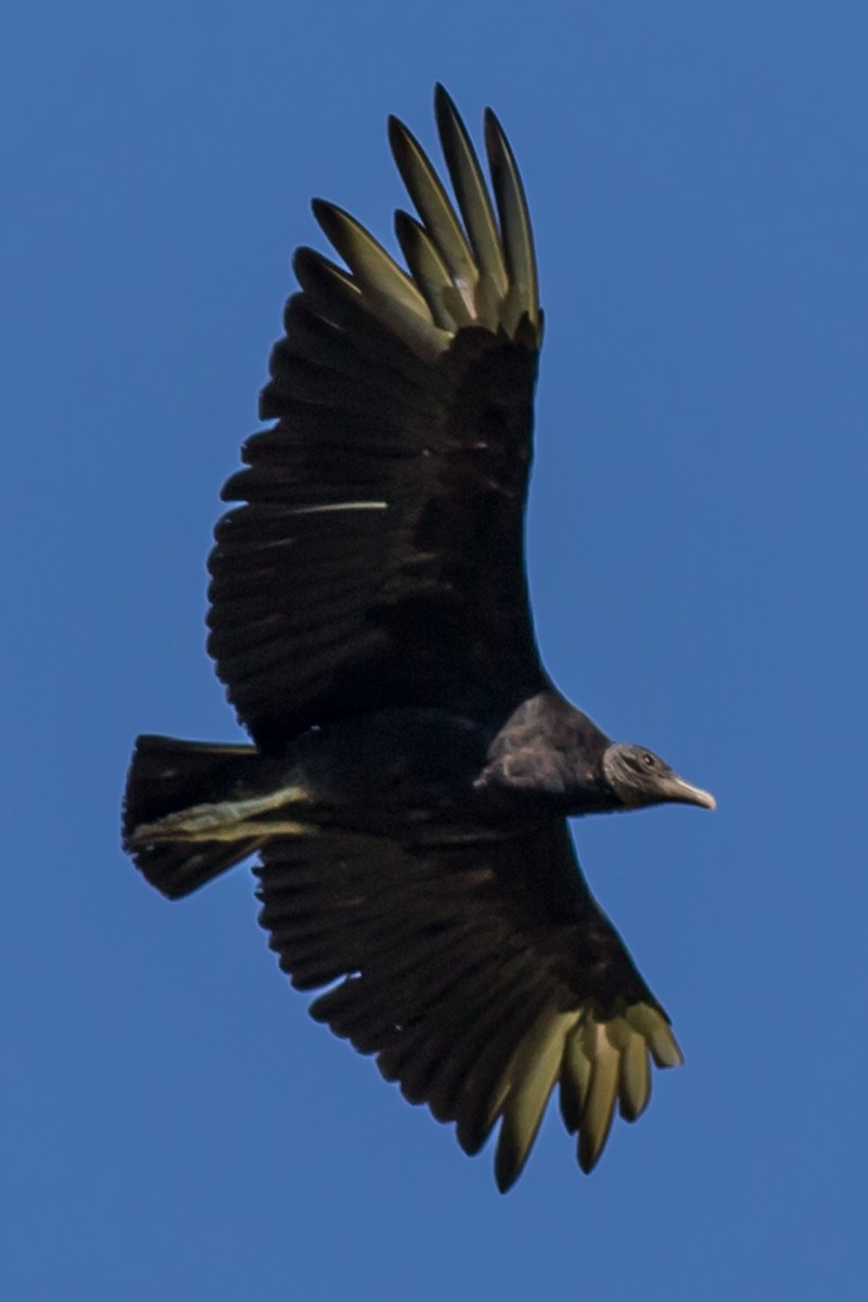 Black Vulture - William Keim