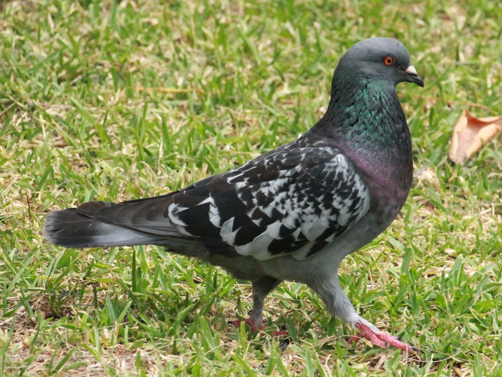 Rock Pigeon (Feral Pigeon) - Rutger Koperdraad