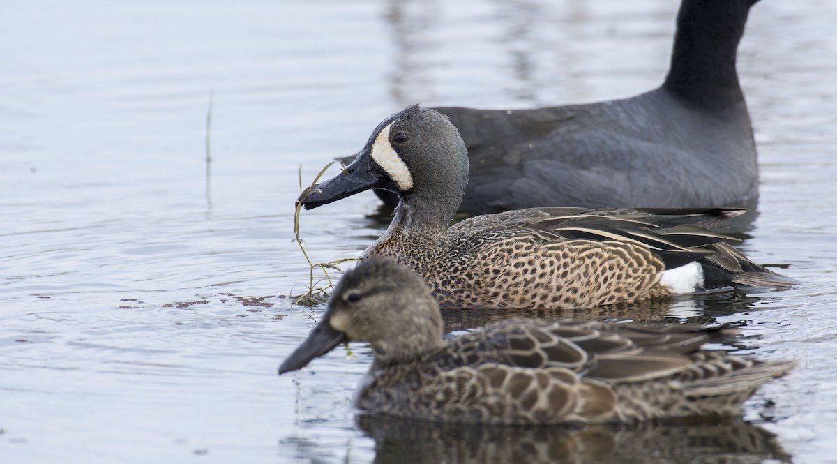 Blue-winged Teal - ML198853201