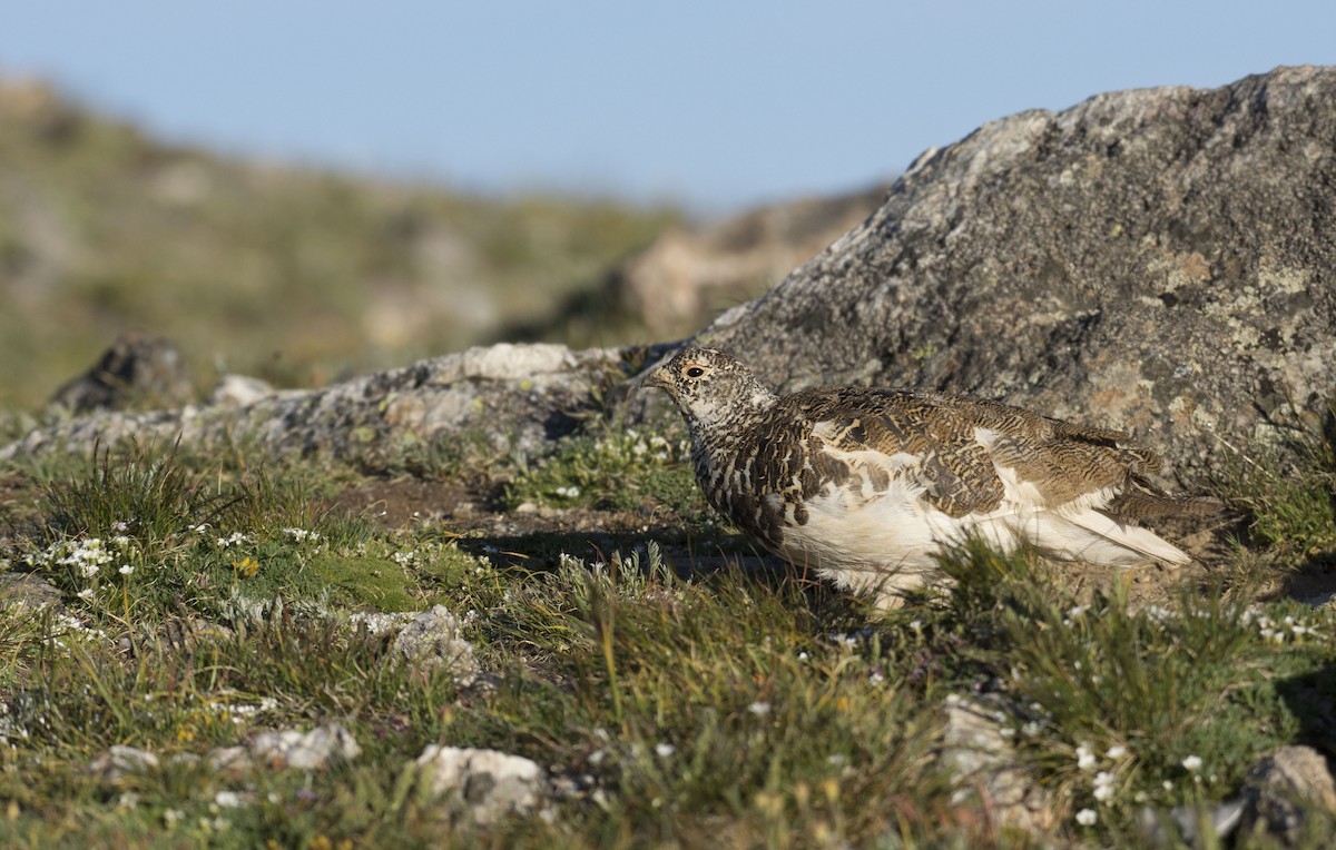 White-tailed Ptarmigan - Marky Mutchler