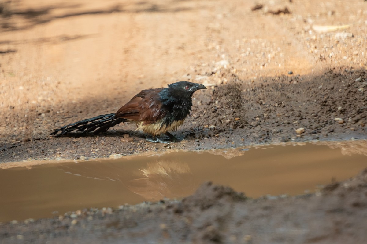Black-throated Coucal - Per Smith