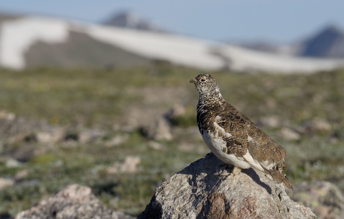 White-tailed Ptarmigan - Marky Mutchler