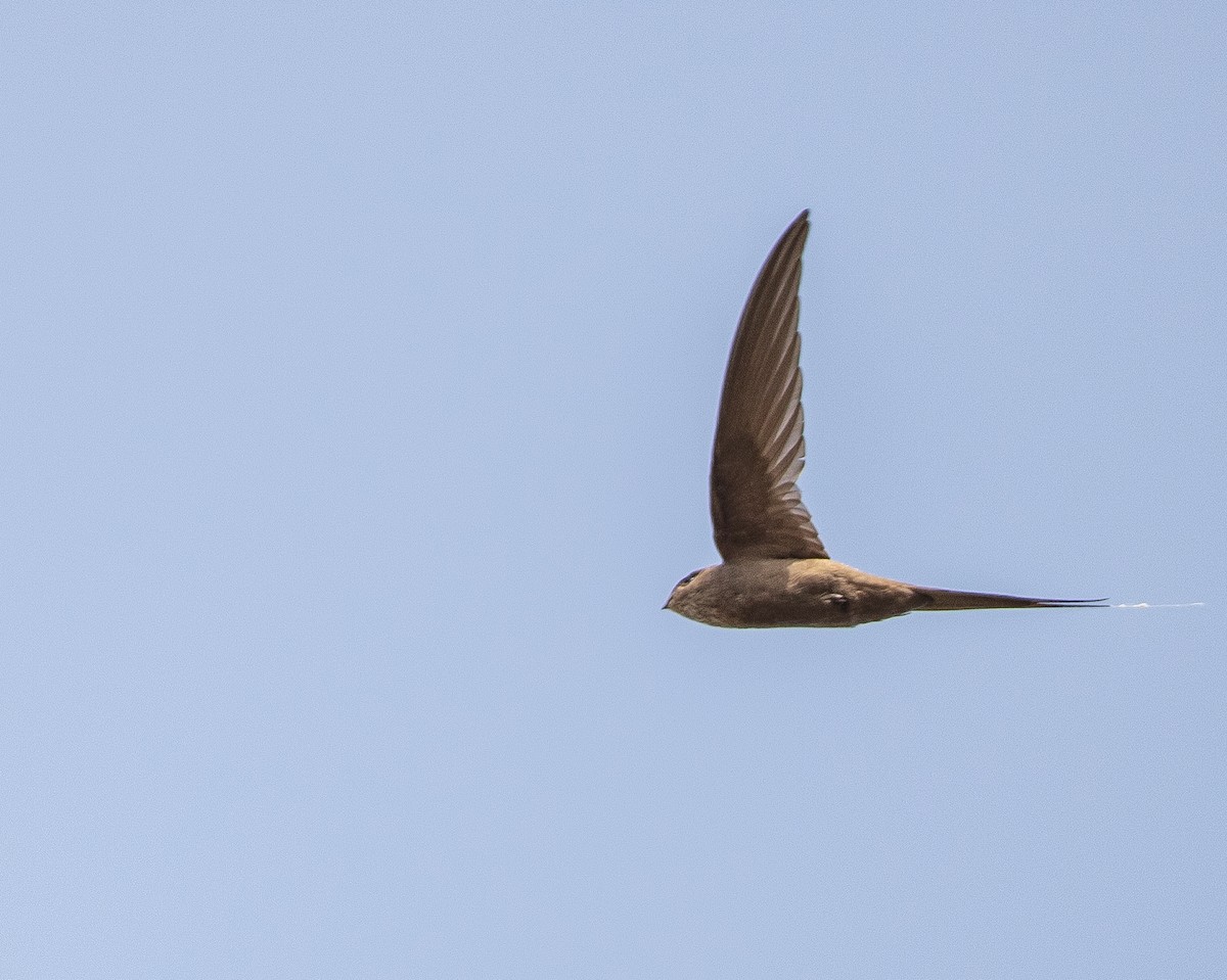 African Palm Swift - Per Smith