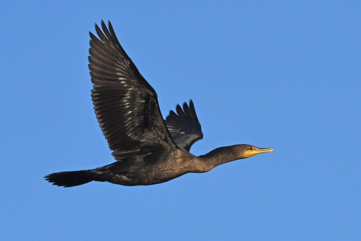 Double-crested Cormorant - Lila Theis