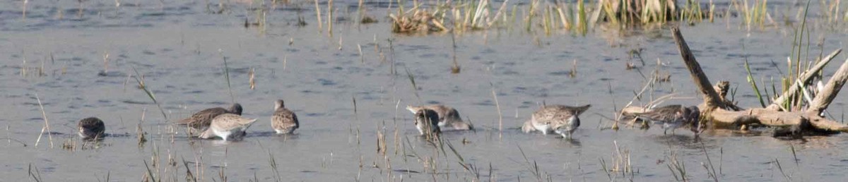 Long-billed Dowitcher - ML198860211