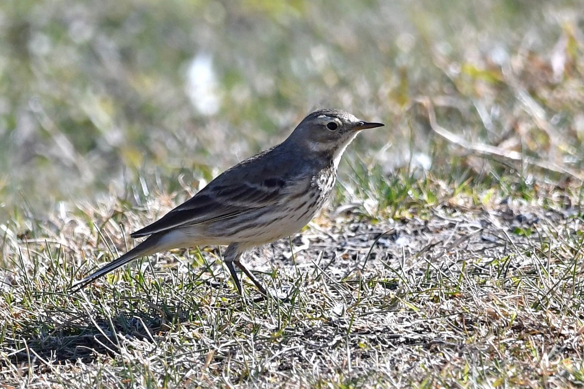 American Pipit - Lila Theis