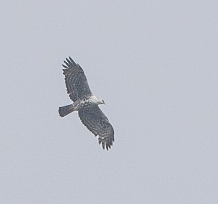 Ayres's Hawk-Eagle - Per Smith