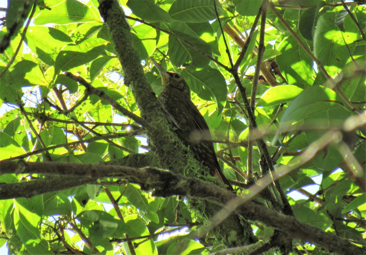 Spotted Woodcreeper - ML198869661