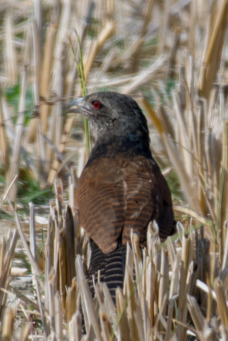 Greater Coucal (Greater) - William Stephens