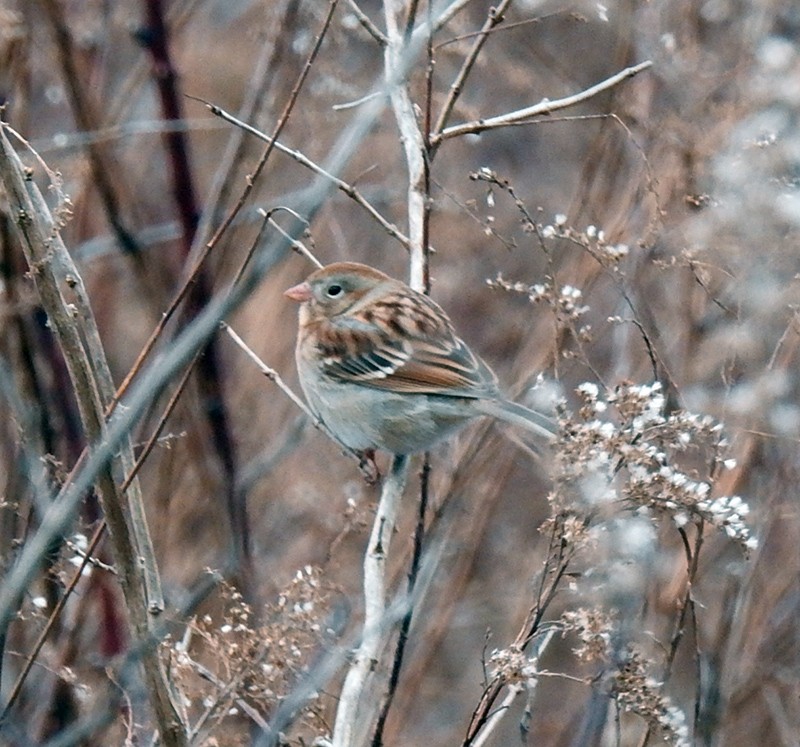 Field Sparrow - ML198881671
