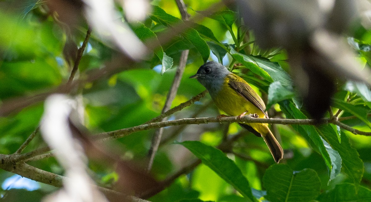 Gray-headed Canary-Flycatcher - Forest Botial-Jarvis