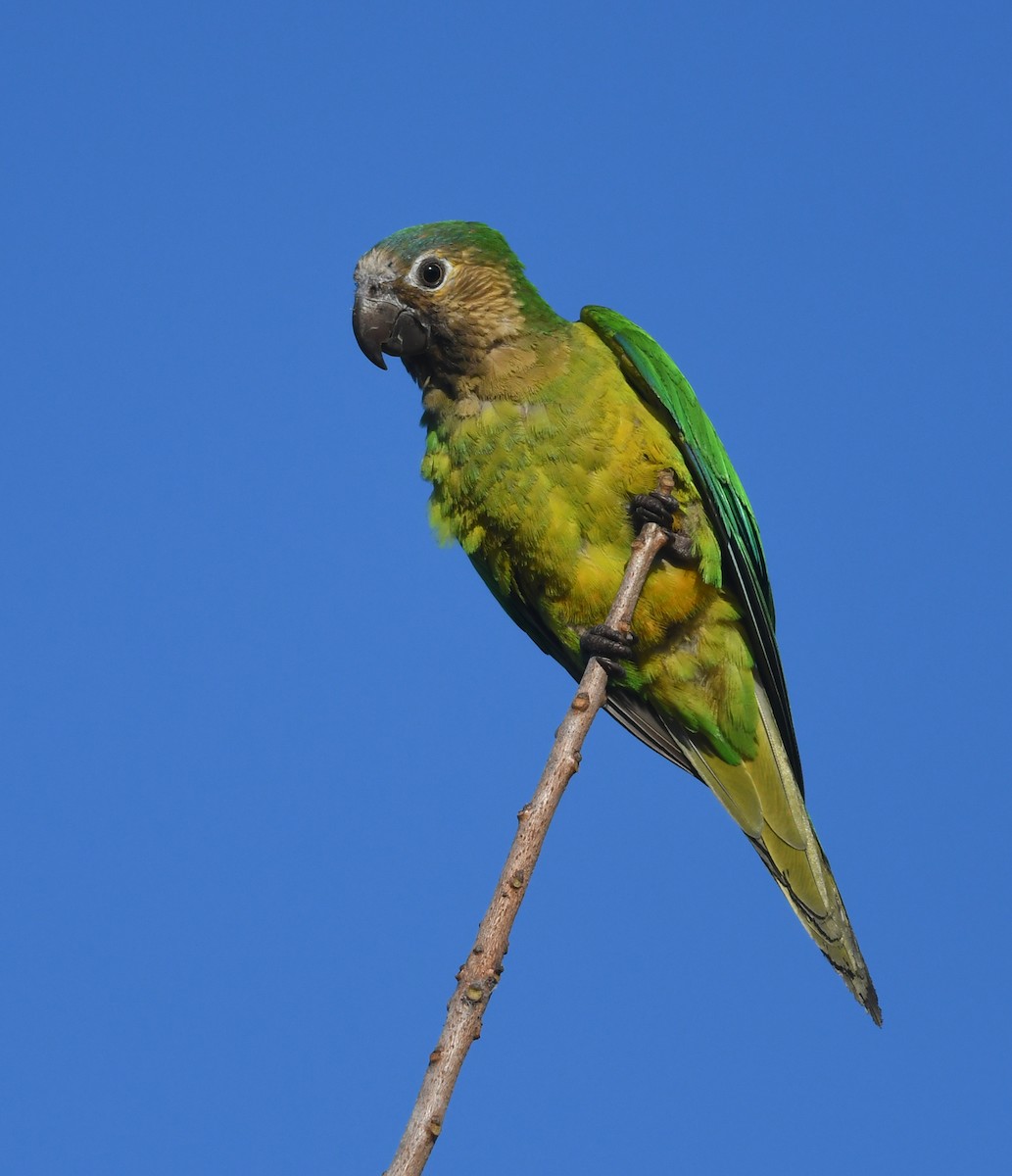 Brown-throated Parakeet - ML198886171