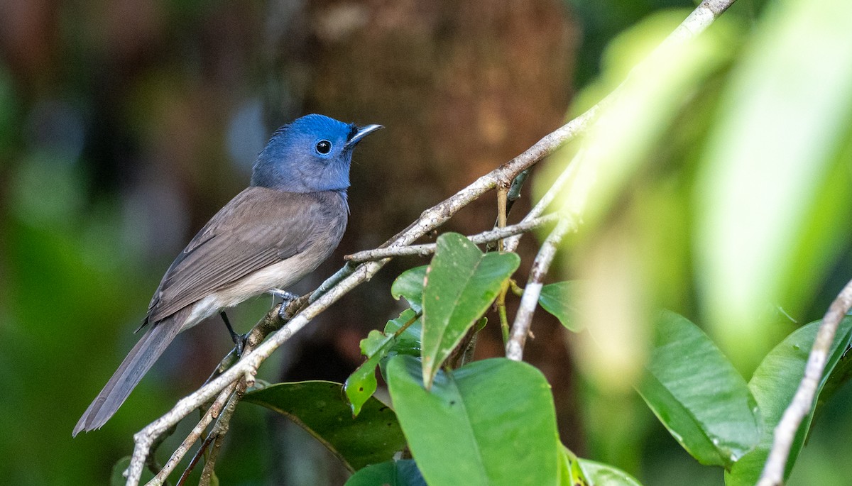 Black-naped Monarch - Forest Botial-Jarvis