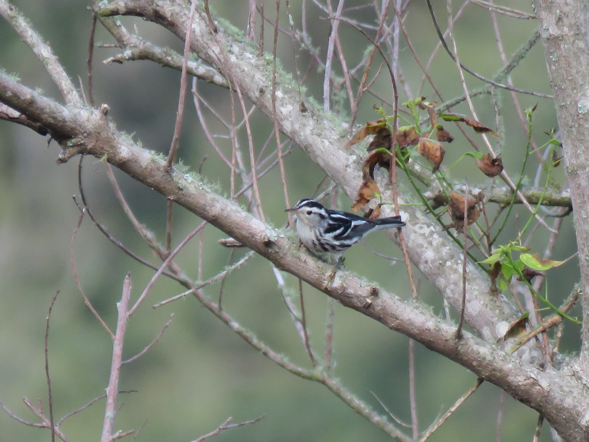 Black-and-white Warbler - ML198887691