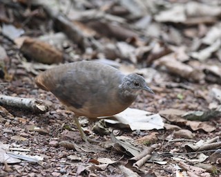 Little Tinamou, ML198889451
