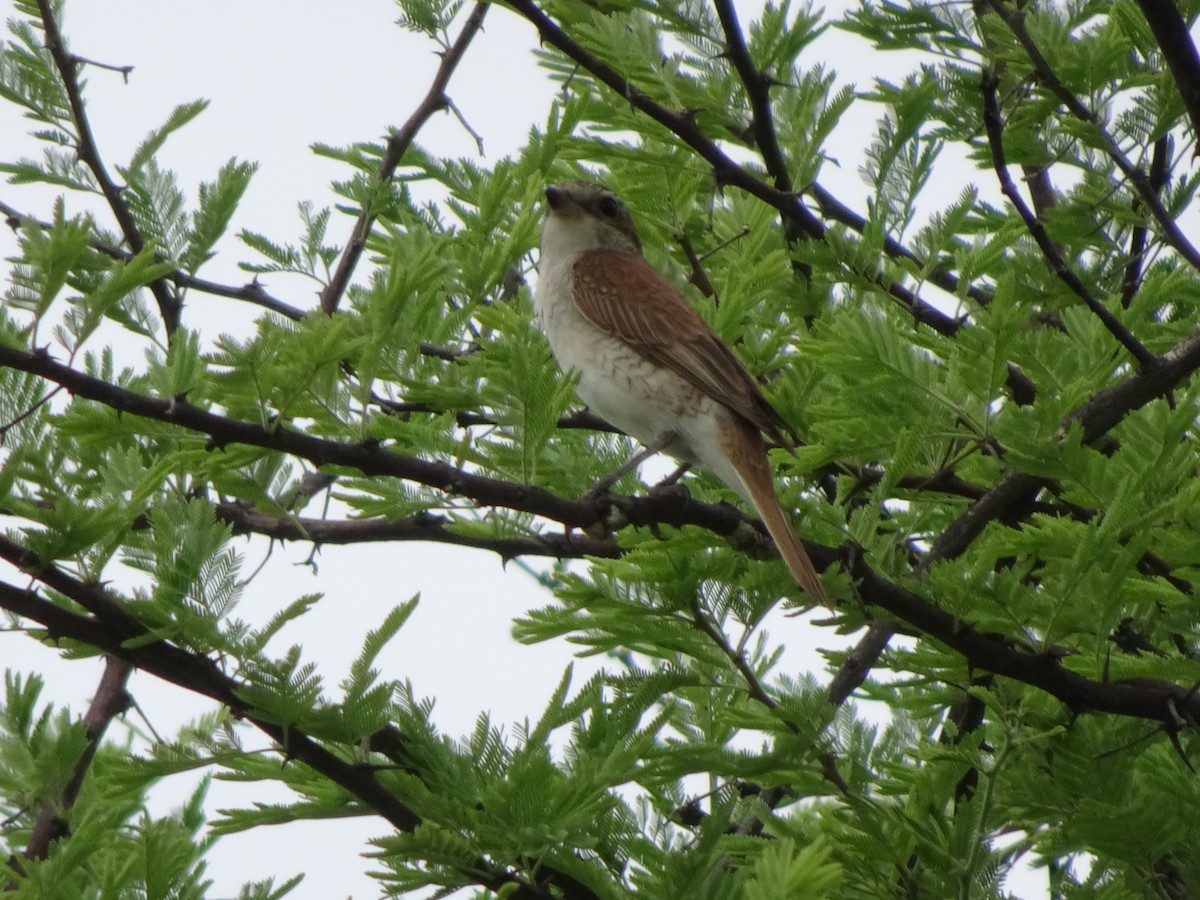 Red-backed Shrike - Claire Bélanger