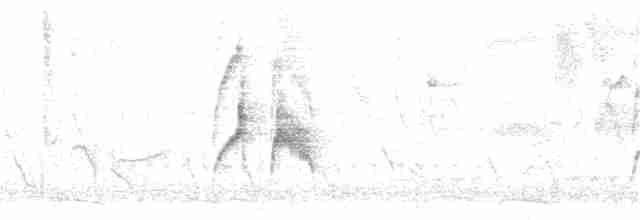 Weißbauch-Dickichtschlüpfer - ML198896351