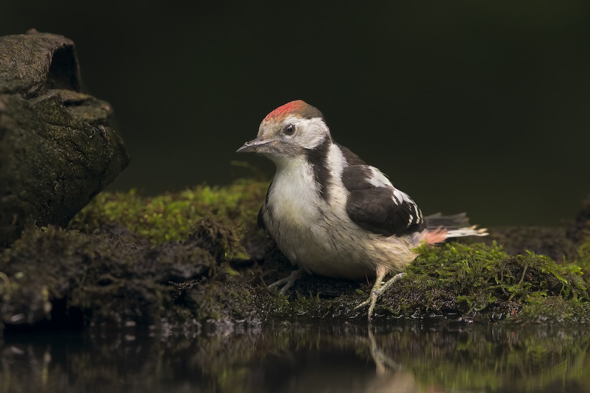 Middle Spotted Woodpecker - ML198896991
