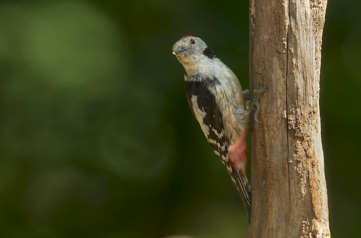 Middle Spotted Woodpecker - ML198897061