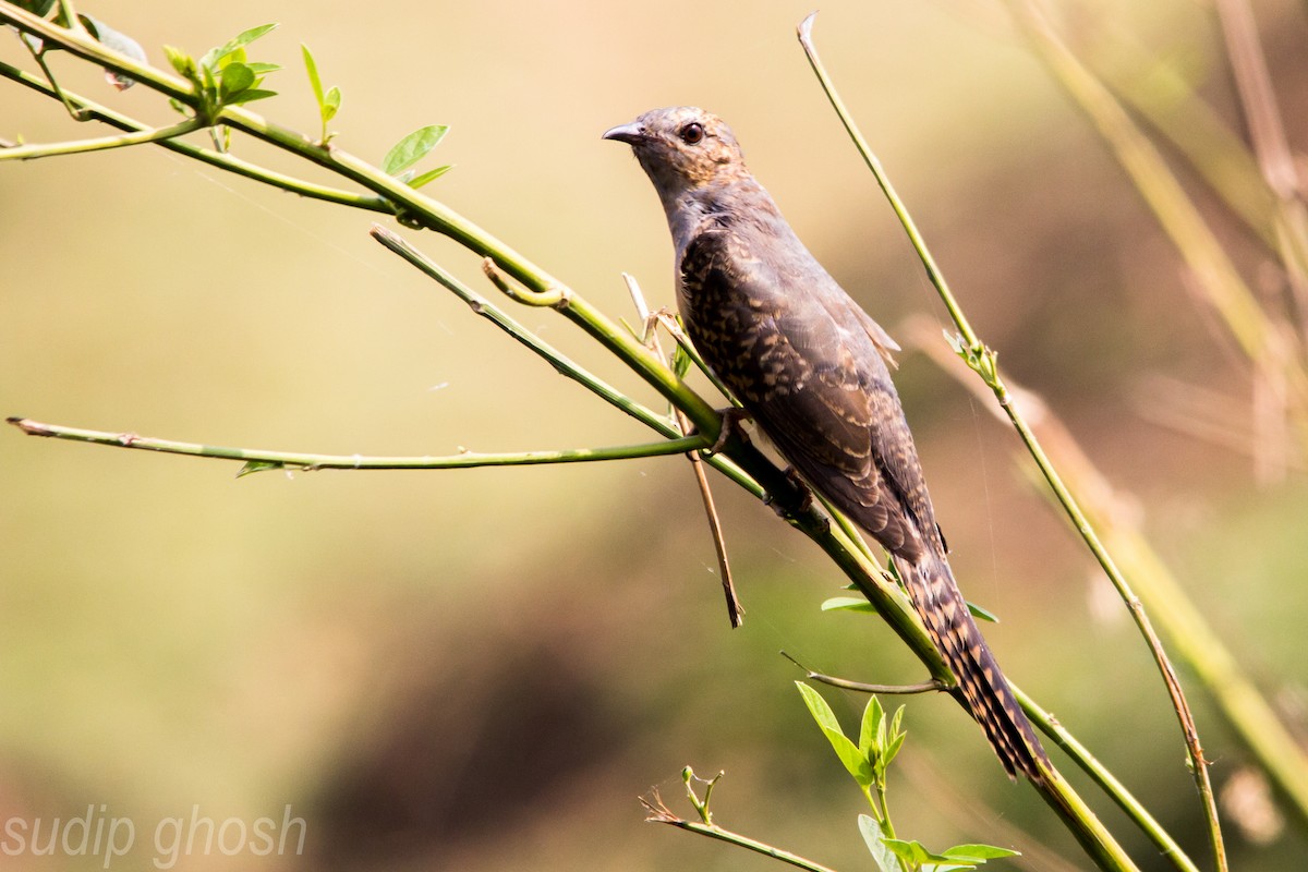 Plaintive Cuckoo - Sudip Ghosh
