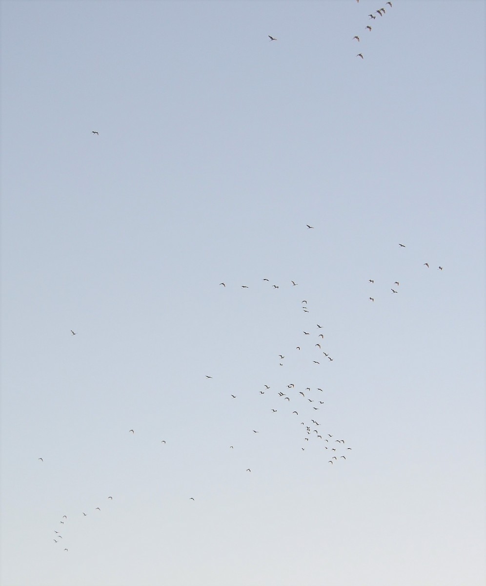 white egret sp. - Tristan Mirasol