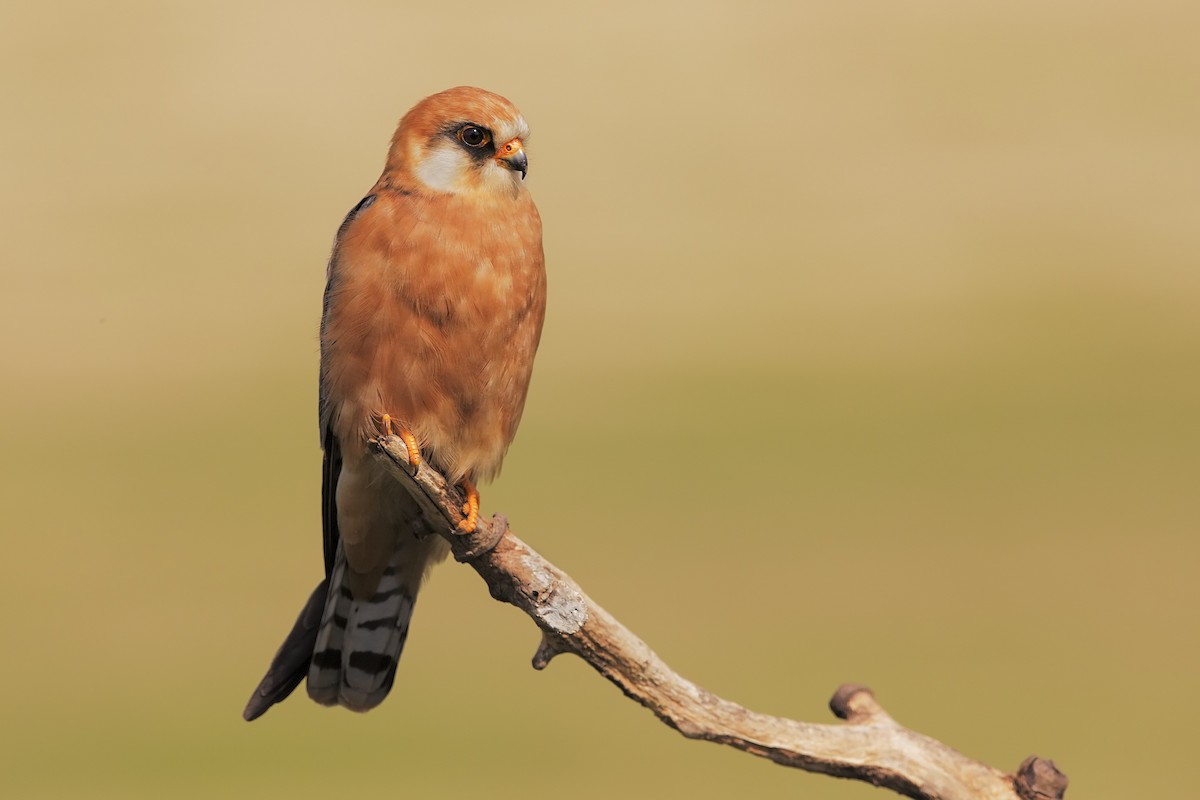 Red-footed Falcon - ML198897331