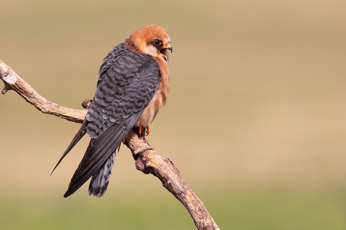 Red-footed Falcon - ML198897501